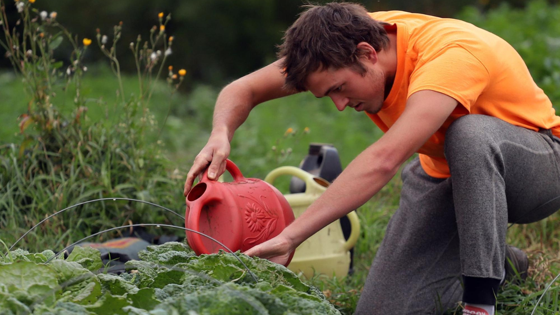 Photo of a A volunteer watering plants.