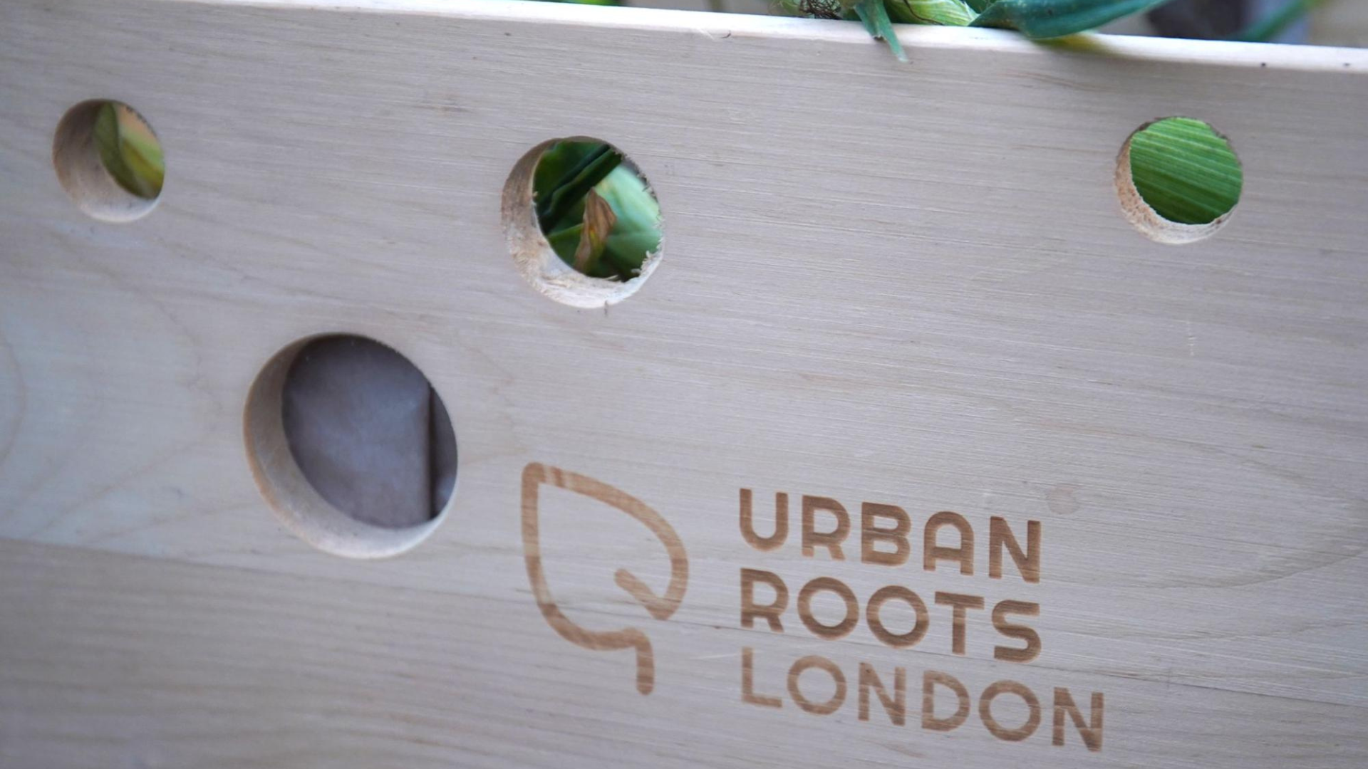 Photo of a box of Urban Roots produce.