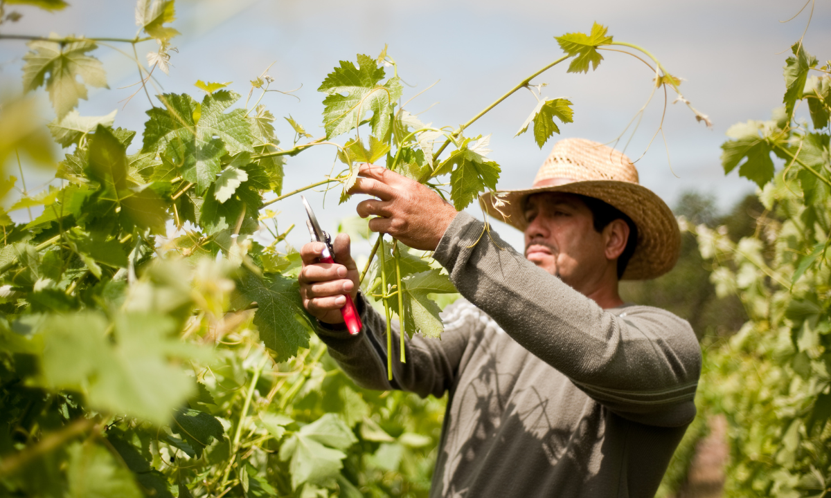 A man prunes grape vines while wearing a straw hat.