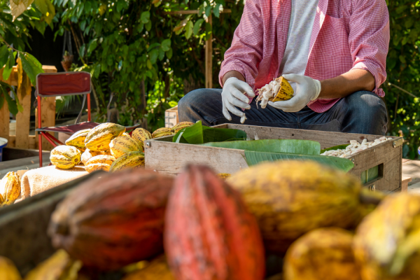 Cacao pods are harvested. (Canva/Supplied)