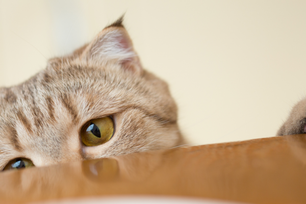 Cat thief