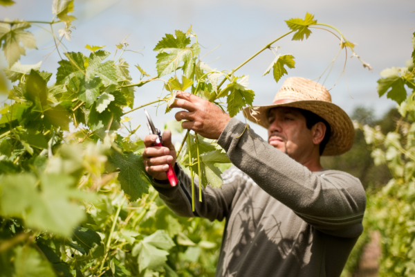 A man prunes grape vines while wearing a straw hat.