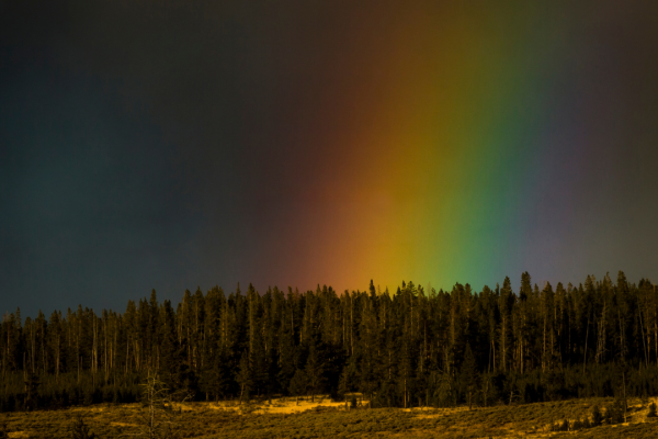 Storm Forest