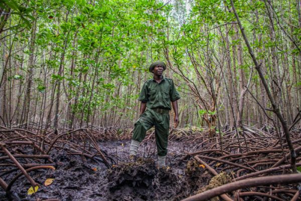Shaban Mwinji, a community scout ranger, in Ukunda, Kenya.  Standing in a restored Mangrove Forest by Mikoko Pamoja. Mikoko Pamoja is a community-led mangrove conservation and restoration project based in southern Kenya and the world's first blue carbon project. It aims to provide long-term incentives for mangrove protection and restoration through community involvement and benefit.